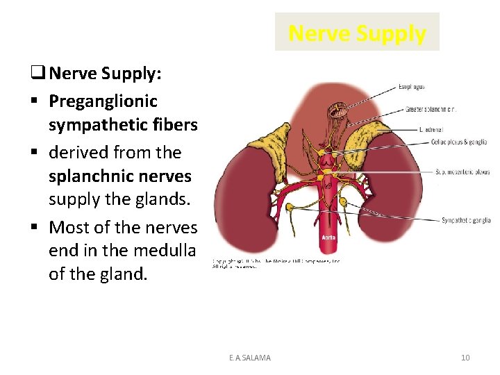 Nerve Supply q Nerve Supply: § Preganglionic sympathetic fibers § derived from the splanchnic