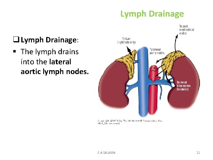 Lymph Drainage q Lymph Drainage: § The lymph drains into the lateral aortic lymph