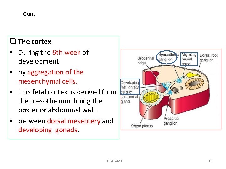 Con. q The cortex • During the 6 th week of development, • by