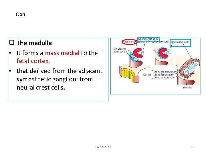 Con. q The medulla • It forms a mass medial to the fetal cortex,