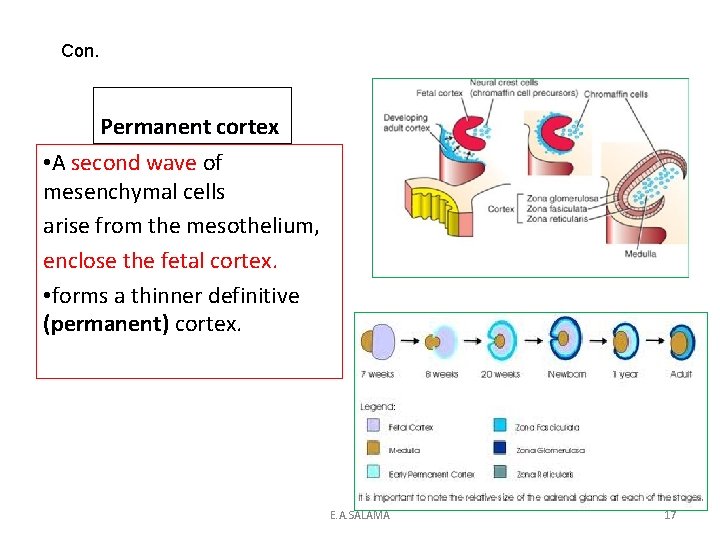 Con. Permanent cortex • A second wave of mesenchymal cells arise from the mesothelium,