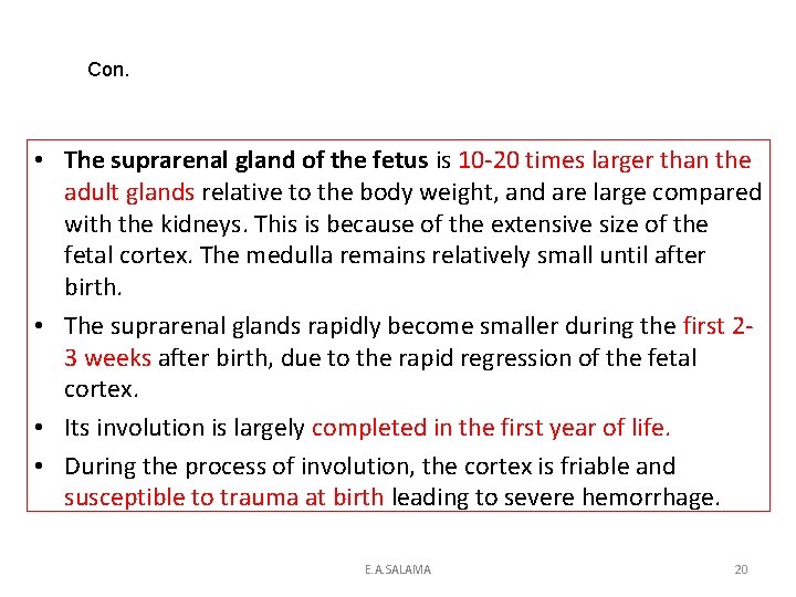 Con. • The suprarenal gland of the fetus is 10 -20 times larger than