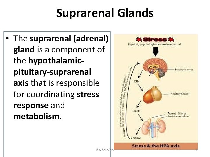 Suprarenal Glands • The suprarenal (adrenal) gland is a component of the hypothalamicpituitary-suprarenal axis