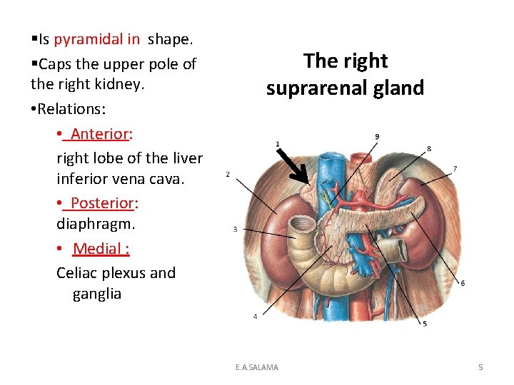 §Is pyramidal in shape. §Caps the upper pole of the right kidney. • Relations: