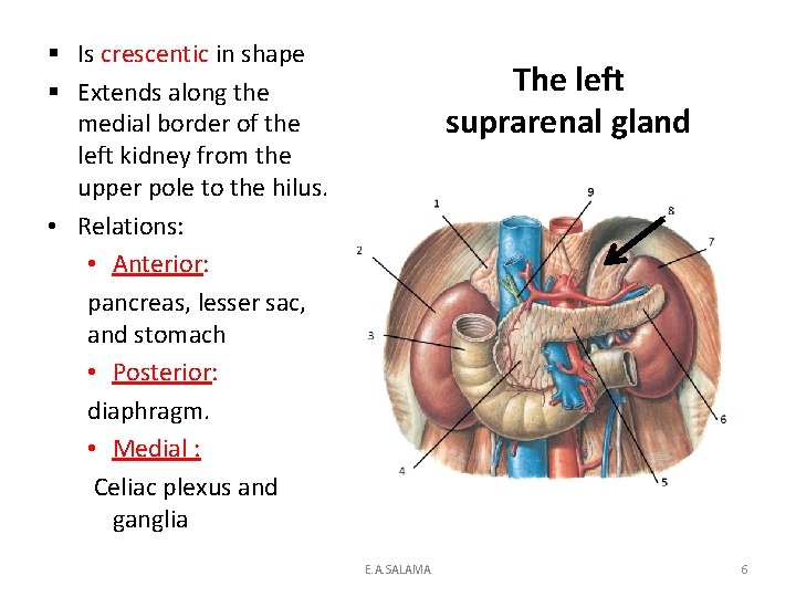 § Is crescentic in shape § Extends along the medial border of the left