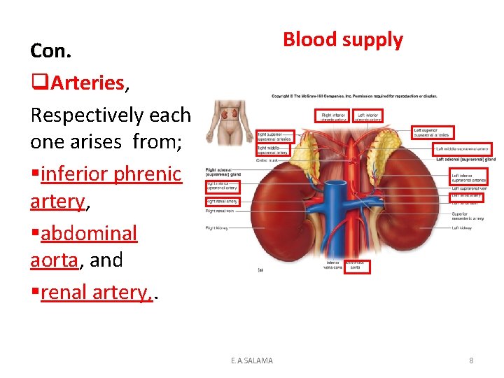 Blood supply Con. q. Arteries, Arteries Respectively each one arises from; §inferior phrenic artery,