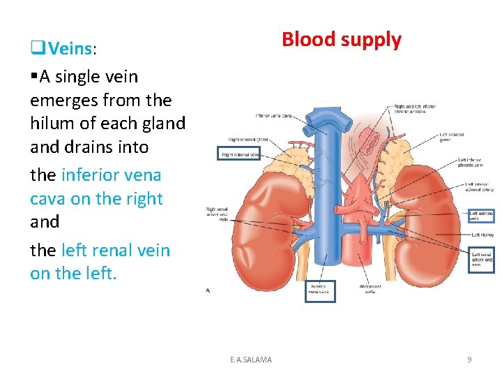 Blood supply q. Veins: Veins §A single vein emerges from the hilum of each