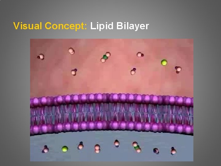 Visual Concept: Lipid Bilayer 