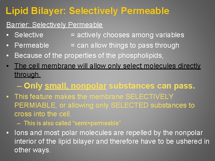 Lipid Bilayer: Selectively Permeable Barrier: Selectively Permeable • Selective = actively chooses among variables