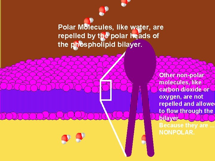 Polar Molecules, like water, are repelled by the polar heads of the phospholipid bilayer.