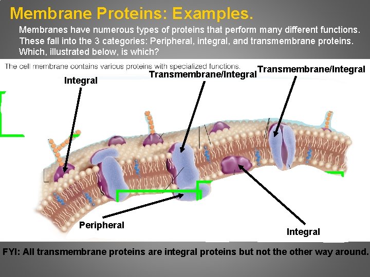 Membrane Proteins: Examples. Membranes have numerous types of proteins that perform many different functions.