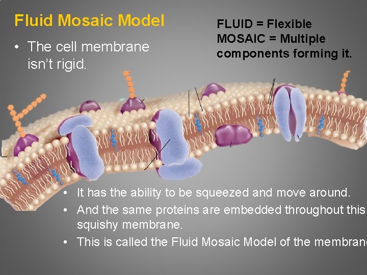 Fluid Mosaic Model • The cell membrane isn’t rigid. FLUID = Flexible MOSAIC =