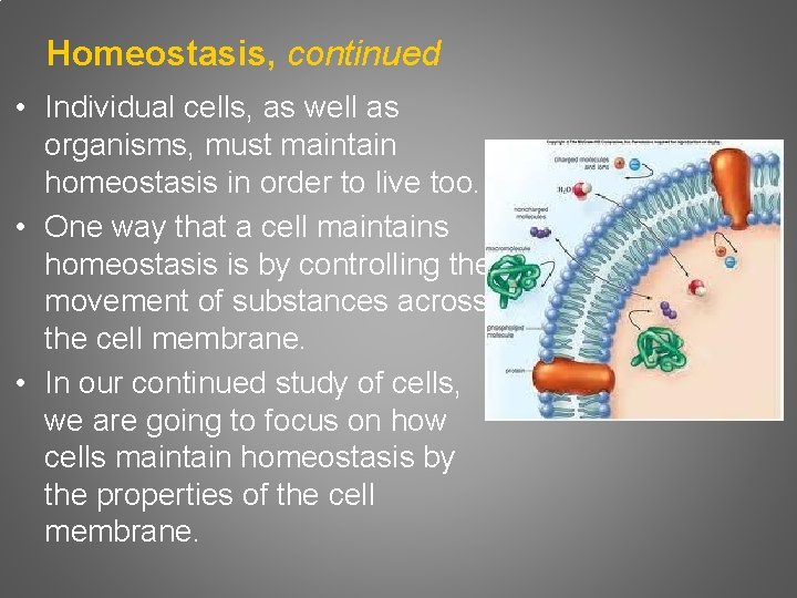 Homeostasis, continued • Individual cells, as well as organisms, must maintain homeostasis in order