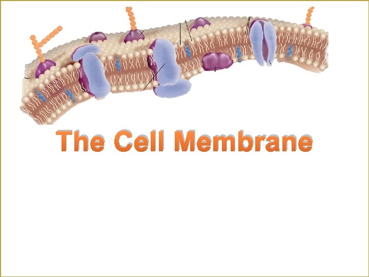 The Cell Membrane 