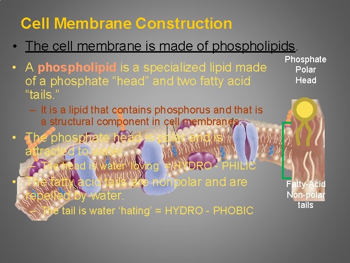 Cell Membrane Construction • The cell membrane is made of phospholipids. • A phospholipid