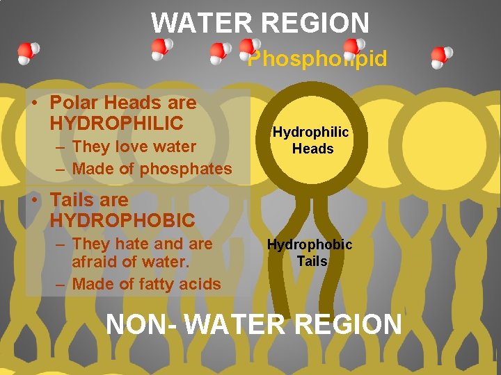 WATER REGION Phospholipid • Polar Heads are HYDROPHILIC – They love water – Made