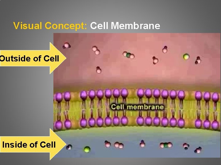 Visual Concept: Cell Membrane Outside of Cell Inside of Cell 