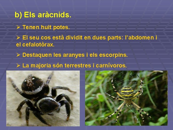 b) Els aràcnids. Ø Tenen huit potes. Ø El seu cos està dividit en b) Els aràcnids. Ø Tenen huit potes. Ø El seu cos està dividit en