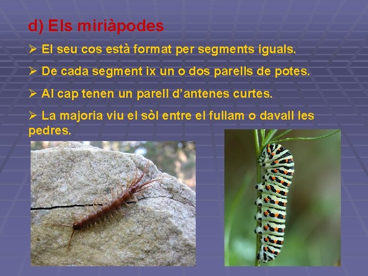 d) Els miriàpodes Ø El seu cos està format per segments iguals. Ø De d) Els miriàpodes Ø El seu cos està format per segments iguals. Ø De
