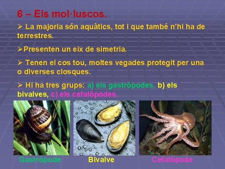 6 – Els mol·luscos. Ø La majoria són aquàtics, tot i que també n’hi 6 – Els mol·luscos. Ø La majoria són aquàtics, tot i que també n’hi