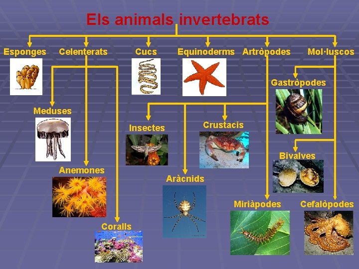 Els animals invertebrats Esponges Celenterats Cucs Equinoderms Artròpodes Mol·luscos Gastròpodes Meduses Insectes Crustacis Bivalves Els animals invertebrats Esponges Celenterats Cucs Equinoderms Artròpodes Mol·luscos Gastròpodes Meduses Insectes Crustacis Bivalves