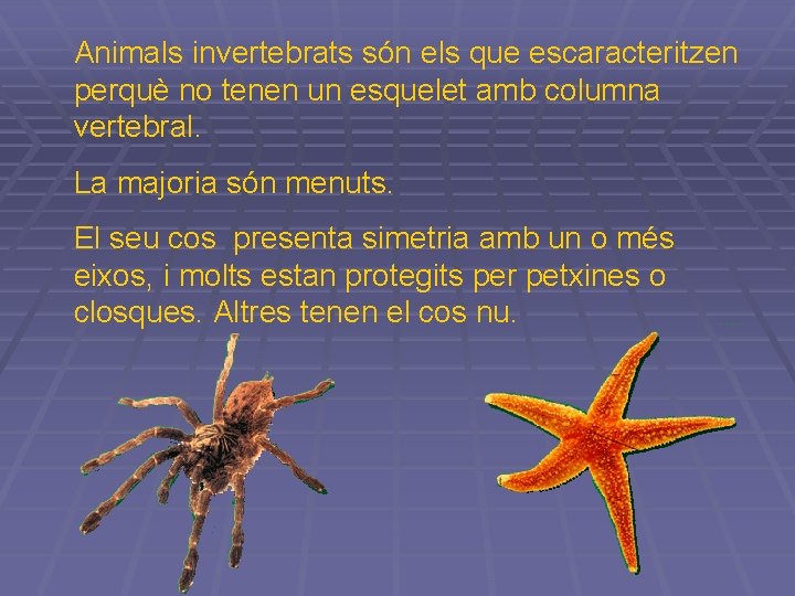 Animals invertebrats són els que escaracteritzen perquè no tenen un esquelet amb columna vertebral. Animals invertebrats són els que escaracteritzen perquè no tenen un esquelet amb columna vertebral.