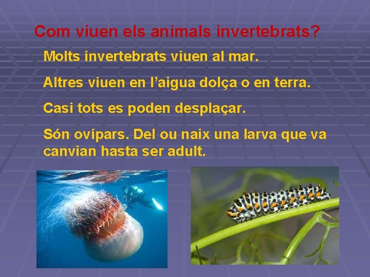 Com viuen els animals invertebrats? Molts invertebrats viuen al mar. Altres viuen en l’aigua Com viuen els animals invertebrats? Molts invertebrats viuen al mar. Altres viuen en l’aigua