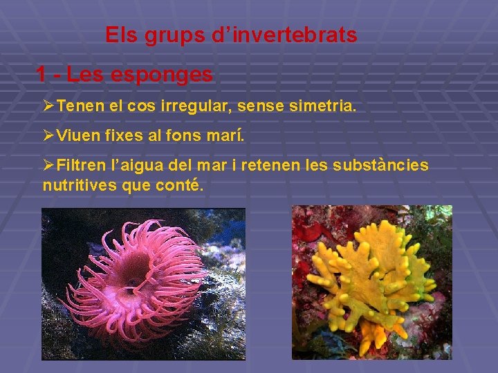 Els grups d’invertebrats 1 - Les esponges ØTenen el cos irregular, sense simetria. ØViuen Els grups d’invertebrats 1 - Les esponges ØTenen el cos irregular, sense simetria. ØViuen