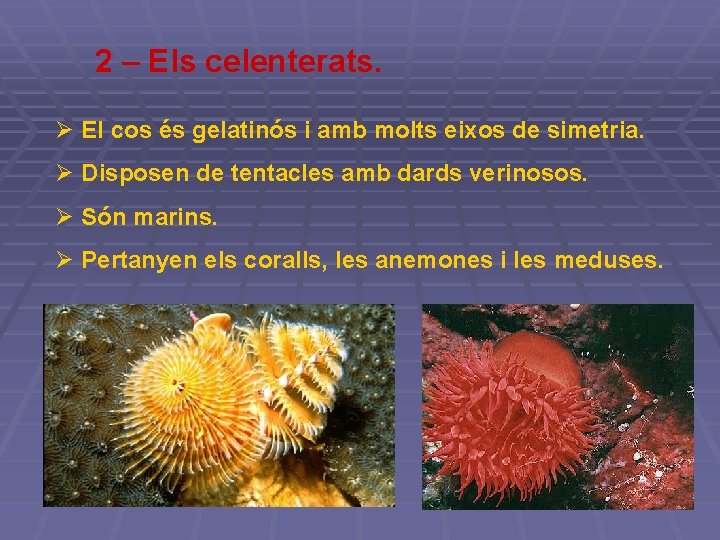 2 – Els celenterats. Ø El cos és gelatinós i amb molts eixos de 2 – Els celenterats. Ø El cos és gelatinós i amb molts eixos de