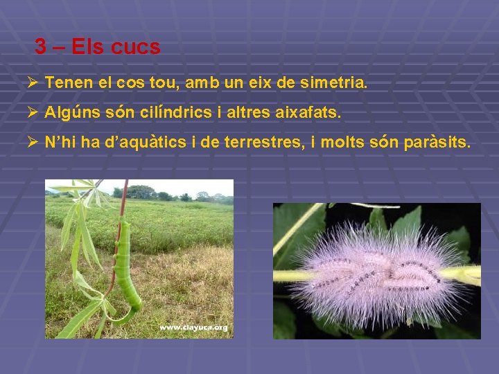 3 – Els cucs Ø Tenen el cos tou, amb un eix de simetria. 3 – Els cucs Ø Tenen el cos tou, amb un eix de simetria.