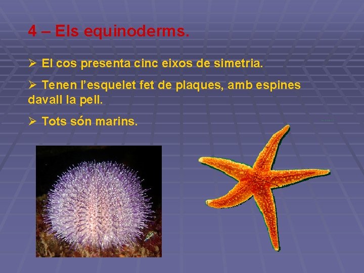 4 – Els equinoderms. Ø El cos presenta cinc eixos de simetria. Ø Tenen 4 – Els equinoderms. Ø El cos presenta cinc eixos de simetria. Ø Tenen