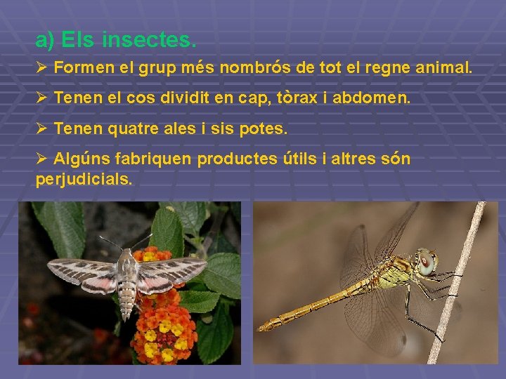 a) Els insectes. Ø Formen el grup més nombrós de tot el regne animal. a) Els insectes. Ø Formen el grup més nombrós de tot el regne animal.