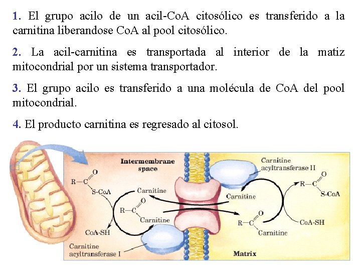 1. El grupo acilo de un acil-Co. A citosólico es transferido a la carnitina