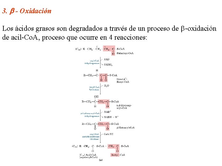 3. - Oxidación Los ácidos grasos son degradados a través de un proceso de