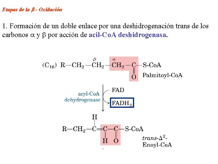 Etapas de la - Oxidación 1. Formación de un doble enlace por una deshidrogenación