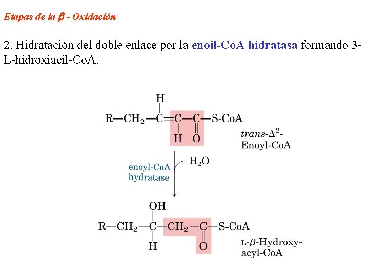 Etapas de la - Oxidación 2. Hidratación del doble enlace por la enoil-Co. A