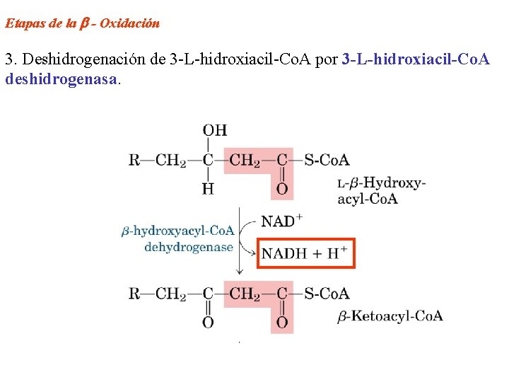 Etapas de la - Oxidación 3. Deshidrogenación de 3 -L-hidroxiacil-Co. A por 3 -L-hidroxiacil-Co.