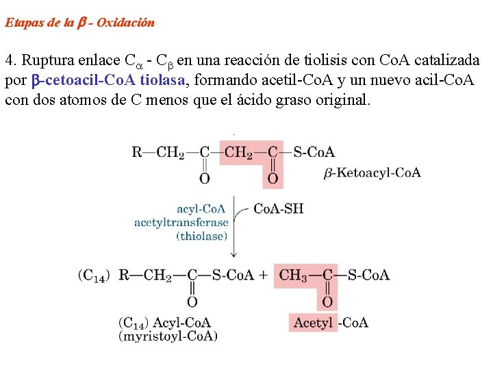 Etapas de la - Oxidación 4. Ruptura enlace C - C en una reacción