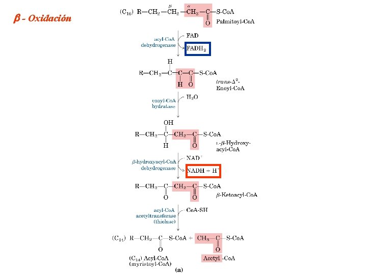  - Oxidación 