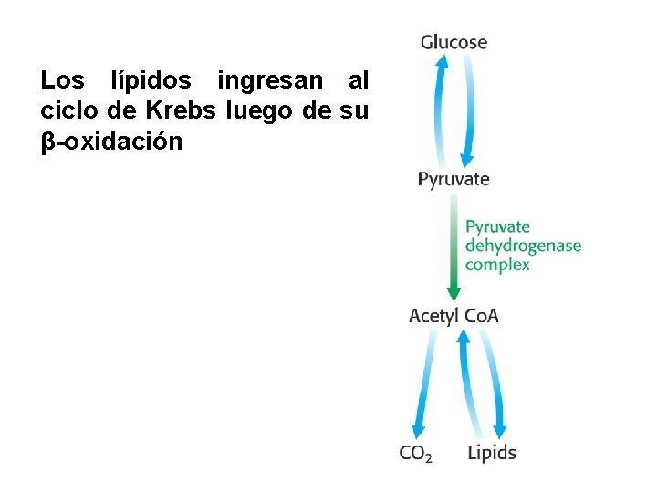 Los lípidos ingresan al ciclo de Krebs luego de su β-oxidación 