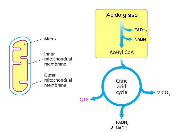Ácido graso FADH 2 NADH FADH 2 3 NADH 