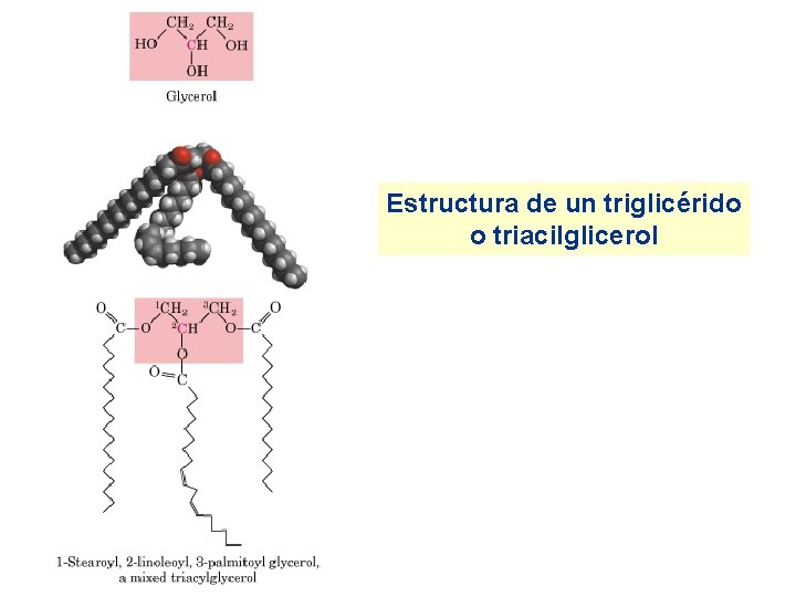 Estructura de un triglicérido o triacilglicerol 
