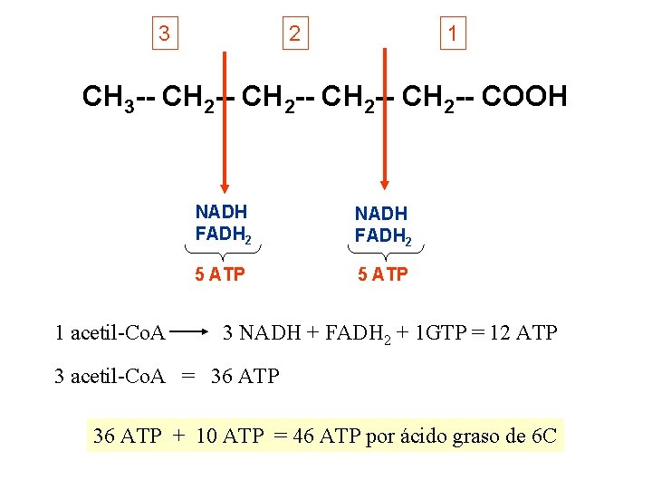 3 2 1 CH 3 -- CH 2 -- COOH 1 acetil-Co. A NADH