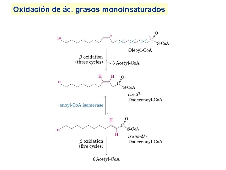 Oxidación de ác. grasos monoinsaturados 