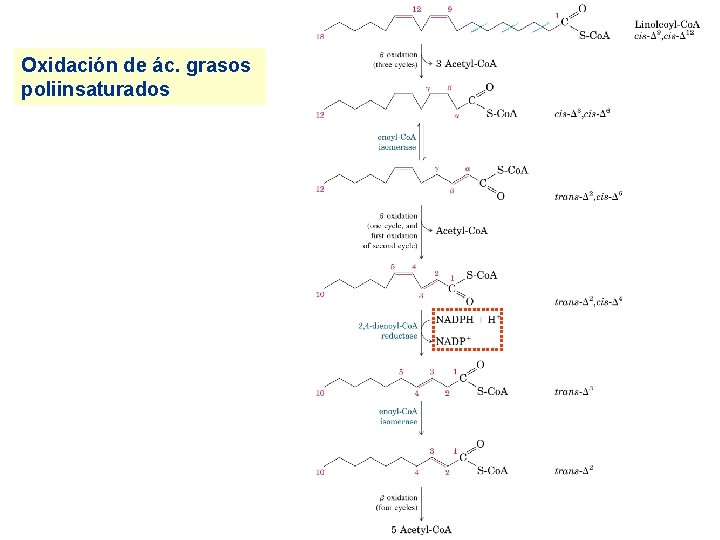 Oxidación de ác. grasos poliinsaturados 