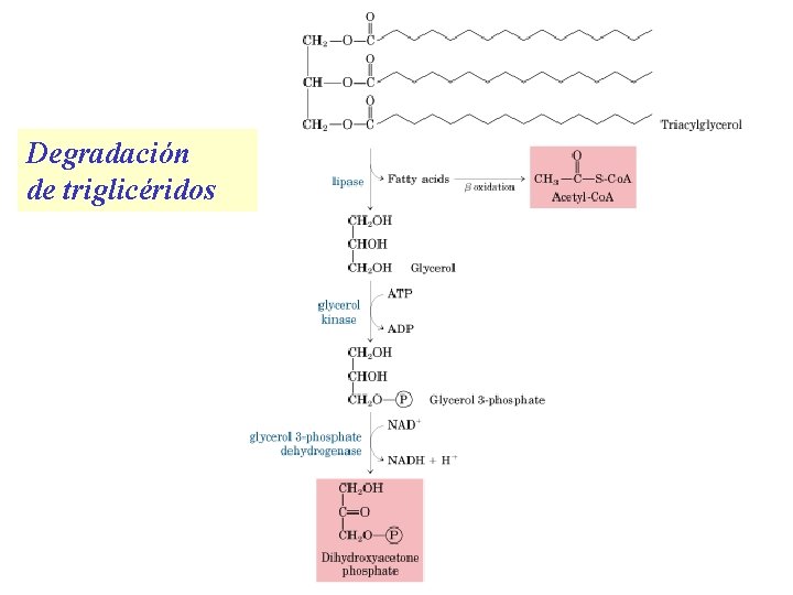 Degradación de triglicéridos 