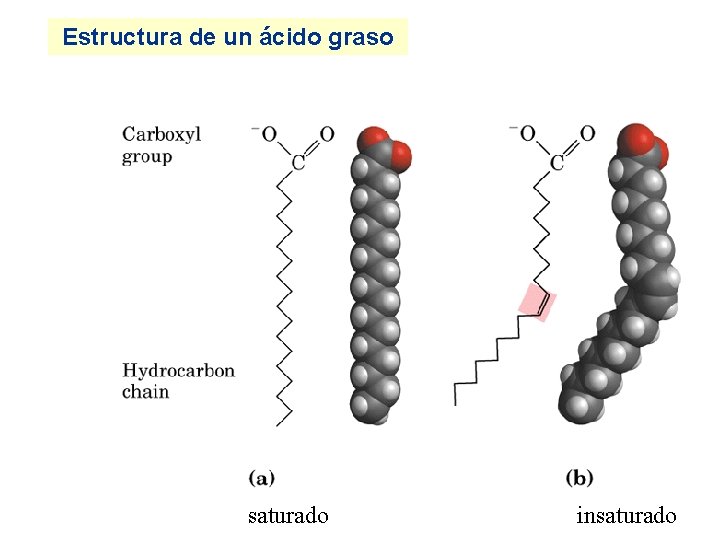 Estructura de un ácido graso saturado insaturado 