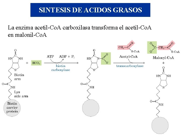 SINTESIS DE ACIDOS GRASOS La enzima acetil-Co. A carboxilasa transforma el acetil-Co. A en