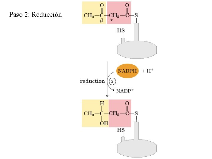 Paso 2: Reducción 