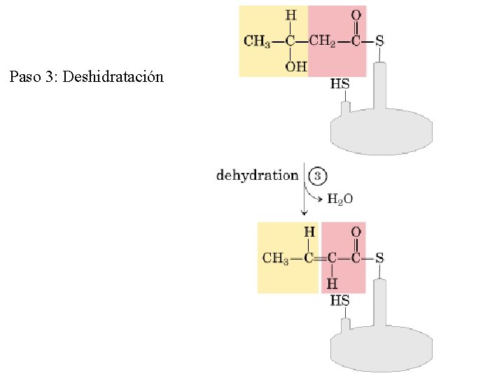 Paso 3: Deshidratación 